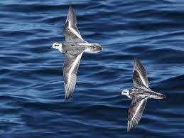 Attēlu rezultāti vaicājumam “Phalaropus fulicarius adult”