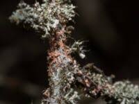 Attēlu rezultāti vaicājumam “Erythricium aurantiacum”