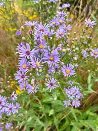 Image result for Aster