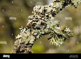 Attēlu rezultāti vaicājumam “Ramalina calicaris”
