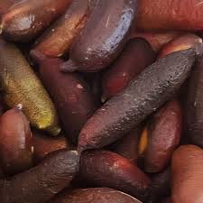 Attēlu rezultāti vaicājumam “Cinna latifolia fruit”