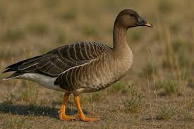 Image result for Anser fabalis