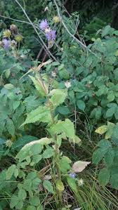 Image result for Knautia dipsacifolia