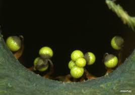 Attēlu rezultāti vaicājumam “Licea testudinacea young”