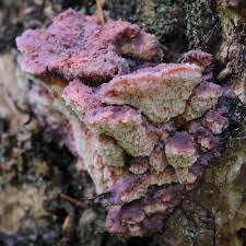 Attēlu rezultāti vaicājumam “Leptoporus mollis”