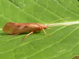 Attēlu rezultāti vaicājumam “Limnephilus larva”