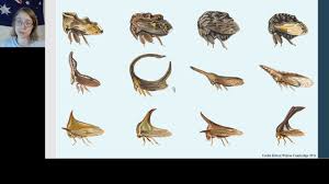 Attēlu rezultāti vaicājumam “Auchenorrhyncha”
