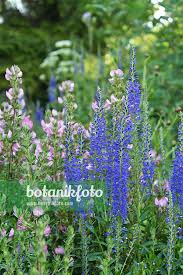 Attēlu rezultāti vaicājumam “Veronica officinalis flower”