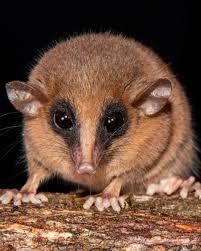 Attēlu rezultāti vaicājumam “Drepanosiphum platanoidis exuvia”