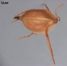 Attēlu rezultāti vaicājumam “Scirpus sylvaticus fruit”