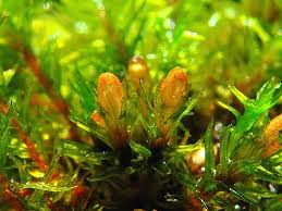 Attēlu rezultāti vaicājumam “Orthotrichum speciosum”