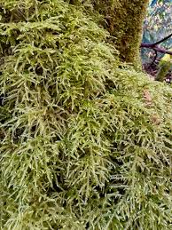 Attēlu rezultāti vaicājumam “Climacium dendroides sporophyte”