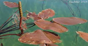 Attēlu rezultāti vaicājumam “Potamogeton natans”