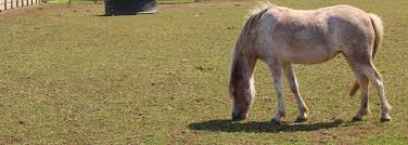 Image result for Blackpool & Fylde Horse Club