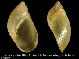 Attēlu rezultāti vaicājumam “Succinea”