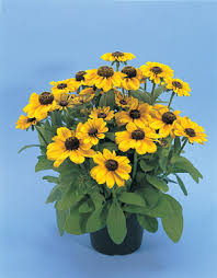Image result for Rudbeckia Paradisio