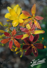 Image result for Pardancanda norrisii