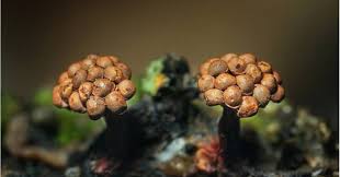 Attēlu rezultāti vaicājumam “Hemitrichia calyculata young”