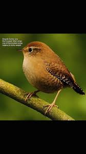 Attēlu rezultāti vaicājumam “Phylloscopus collybita adult”