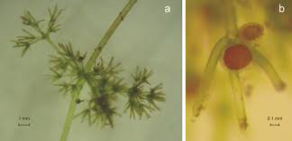 Attēlu rezultāti vaicājumam “Nitella sp.”