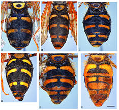 Attēlu rezultāti vaicājumam “Chrysotoxum sp.”