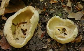 Attēlu rezultāti vaicājumam “Craterium aureonucleatum”