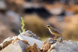 Image result for Anthus campestris