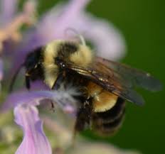 Attēlu rezultāti vaicājumam “Bombus”