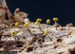 Attēlu rezultāti vaicājumam “Physarum viride var. incanum stalked”