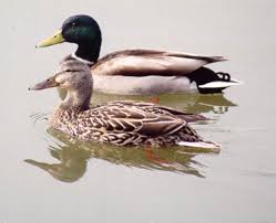 Attēlu rezultāti vaicājumam “Anas platyrhynchos juvenile”