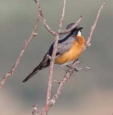 Image result for Irania gutturalis