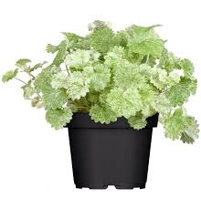 Attēlu rezultāti vaicājumam “Glechoma hederacea leaf”