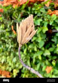 Attēlu rezultāti vaicājumam “Liriodendron tulipifera fruit”
