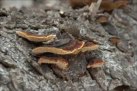 Attēlu rezultāti vaicājumam “Gloeophyllum trabeum”