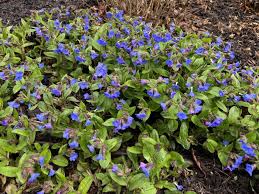 Attēlu rezultāti vaicājumam “Pulmonaria angustifolia leaf”