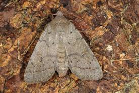 Attēlu rezultāti vaicājumam “Orthosia cerasi”