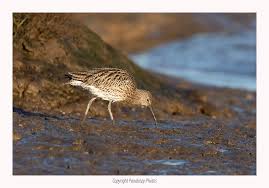 Attēlu rezultāti vaicājumam “Numenius arquata”