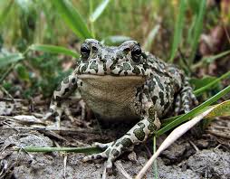 Attēlu rezultāti vaicājumam “Pseudepidalea viridis”