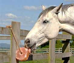 Afbeeldingsresultaat voor paarden