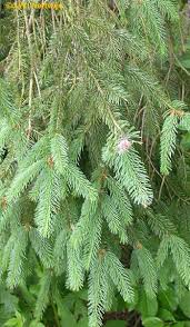 Attēlu rezultāti vaicājumam “Sacchiphantes abietis”