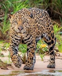 Image result for Brazilia 1980 Jaguar