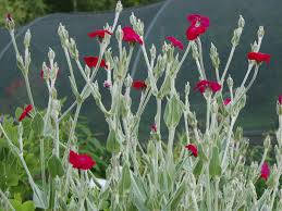 Image result for Lychnis coronaria