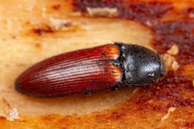 Attēlu rezultāti vaicājumam “Ampedus pomorum”