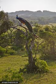 Image result for Яла заповедник