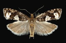 Attēlu rezultāti vaicājumam “Epinotia trigonella”