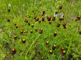 Attēlu rezultāti vaicājumam “Trifolium spadiceum flower”
