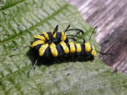 Attēlu rezultāti vaicājumam “Acronicta alni larva”