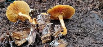 Attēlu rezultāti vaicājumam “Gymnopilus sapineus”