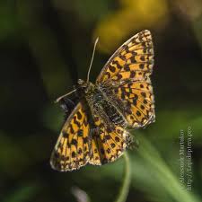 Attēlu rezultāti vaicājumam “Boloria dia upperside”