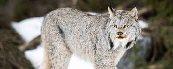 Afbeeldingsresultaat voor lynx